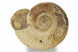 Jurassic Ammonite (Perisphinctes) - Madagascar #241578-1
